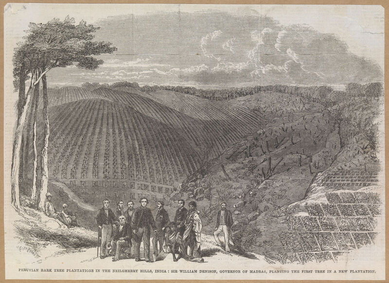Wood engraving of cinchona plantations in the Neilgherry hills India. Sir William Denison, the governor of Madras, is planting the first tree in a new plantation for the production of quinine (1862).