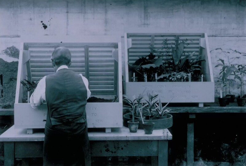 A Wardian case filled with plants by a horticulturist. The case is open on one side to allow for loading. The side of the case is labeled to indicate a return to the Royal Botanic Gardens, Kew.