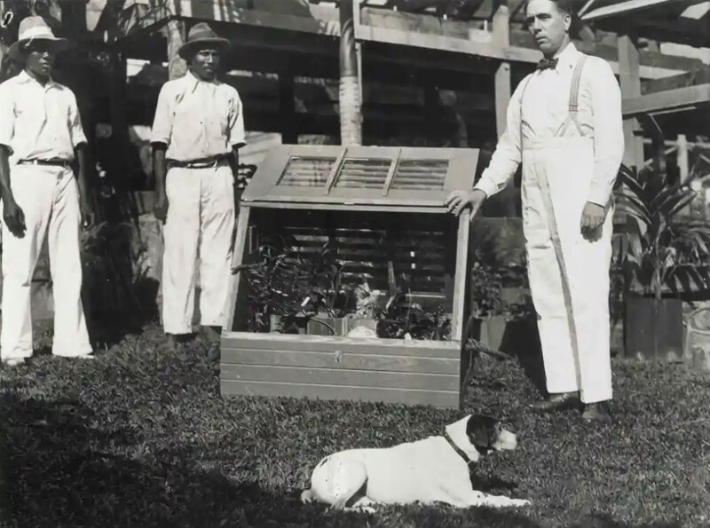 An open Wardian case with plants at the Dominica Botanic Garden, Roseau, 1932. There are three gardeners next to it as well as one dog.