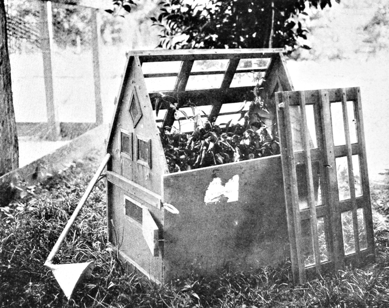A photo of a Wardian case with one of the tops removed. The orange trees were watered using the elbowed funnel through the small door on the side (1913).