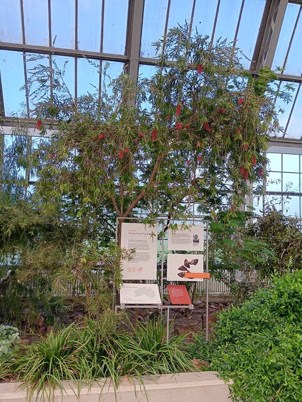 A photo of Banksia Brownii (the feather-leaved banksia), a plant indigenous to the far south-western corner of Western Australia. It is currently listed as critically endangered with an estimate of only 1,000 plants in the wild.