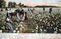 "Picking Cotton."