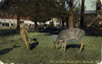 Deer in Court Square Park