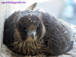 Juvenile Peregrine lying down