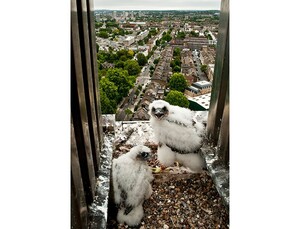 Peregrine Falcon chicks nesting in a London high-rise