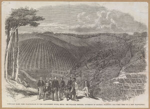 Wood engraving of the first quinine tree being planted in the Neilgherry hills, India.