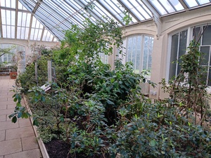 Himalayan Plant bed in the Temperate House at Kew gardens.