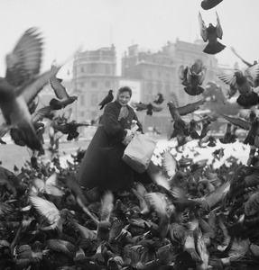 Hungry Pigeons