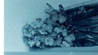 Photograph of flowers at the 300th General Hospital in Naples, Italy.