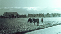 Photograph of a man farming with horses and a plow near Antwerp, Belgium.