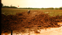 Photograph of drainage holes being dug on the Burwell Farm.