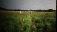 Photograph of men laying explosives to set up drainage for Burwell Farm.